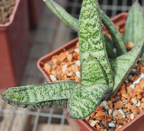 Гастерия Камина (Gasteria Kamina), 10-12 см