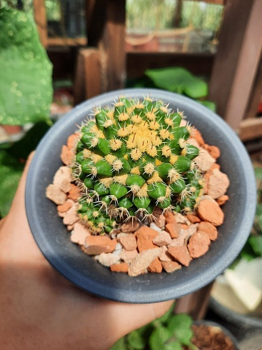 Mammillaria eichlamii, куст 5-6 cм 