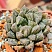 Хавортия обтуса Мирор Бол (Haworthia obtusa Mirror Ball), 4-5 см