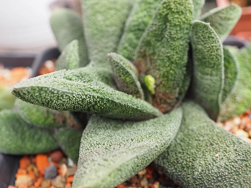 Гастерия батесиана Барбертон (Gasteria batesiana Barberton), 8-10 см