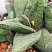 Гастерия батесиана Барбертон (Gasteria batesiana Barberton), 8-10 см