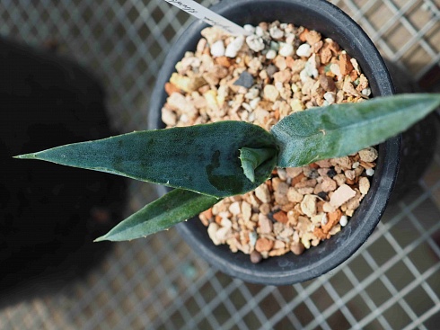 Агава манфрэда Блудспот (Agave x Manfreda cv. Bloodspot), 9-10 см