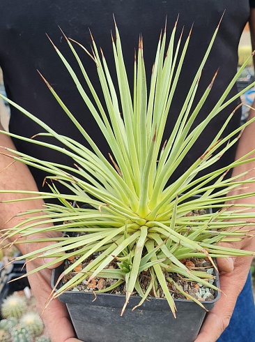 Агава стрикта Нана (Agave stricta Nana),20-25 см куст