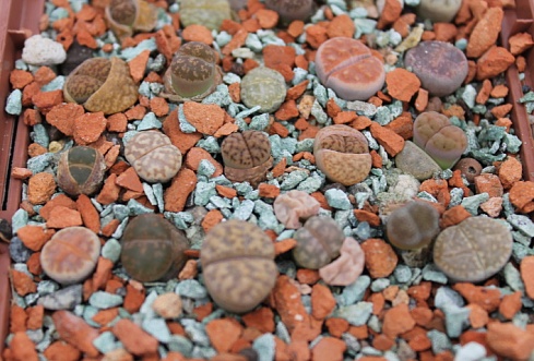 Литопс SP (Lithops SP), 1-1,5-см одно растение