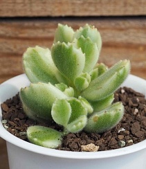 Котиледон томентоза вариегатный (Cotyledon tomentosa variegata), 4-6 см куст