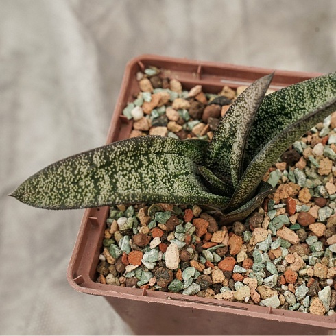 Гастерия батесиана (Gasteria batesiana), 8-10 см