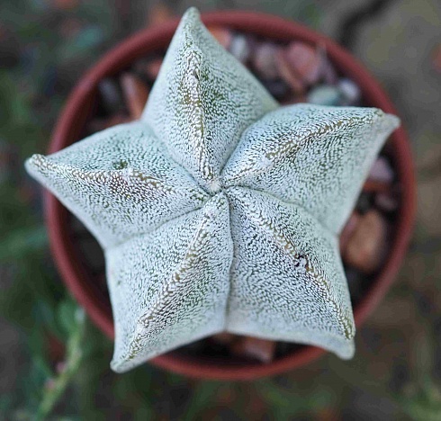 Astrophytum myriostigma v. potosinum P 466, 5,5-6 см