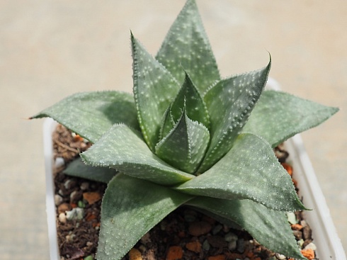 Гастералоэ Грэй Гост (Gasteraloe Grey Ghost), 3-4 см