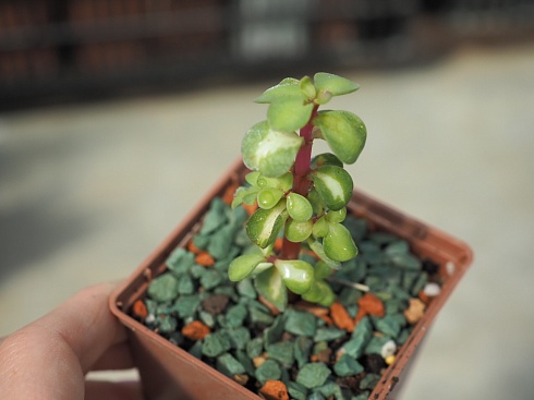 Портулакария афра медиопикта(Portulacaria afra mediopicta), 6-7 см