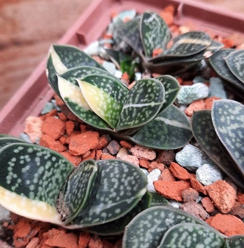 Гастерия макулата вар (Gasteria maculata var), 3-4 см