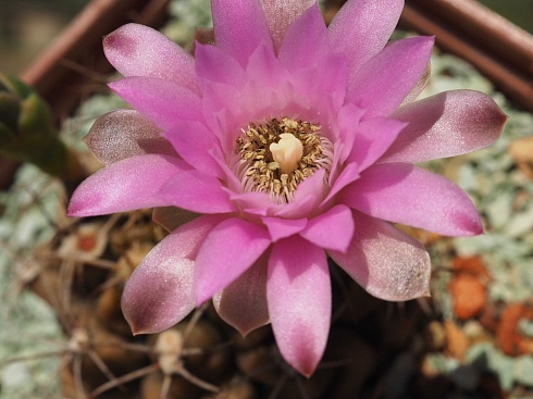 Gymnocalycium damsii v tucavocense L361, 5-6 см