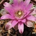 Gymnocalycium damsii v tucavocense L361, 5-6 см