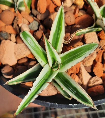 Agave Victoria Reginae White Rhino 6,5-7,5 см 