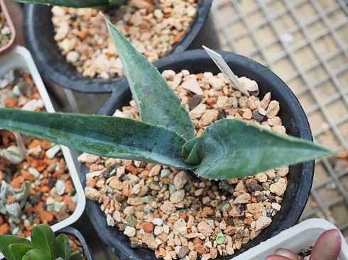 Агава манфрэда Блудспот (Agave x Manfreda cv. Bloodspot), 9-10 см