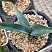 Агава манфрэда Блудспот (Agave x Manfreda cv. Bloodspot), 9-10 см