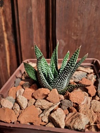 Haworthia Hard Leaf 'Opalina', 3,5-4 см