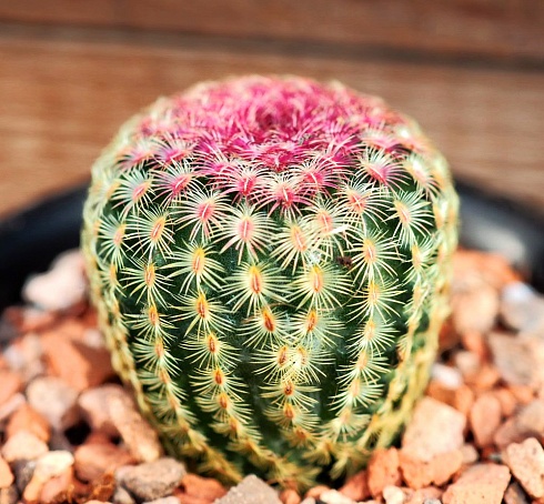 Echinocereus rigidissimus v. rubrispinus, 4 см