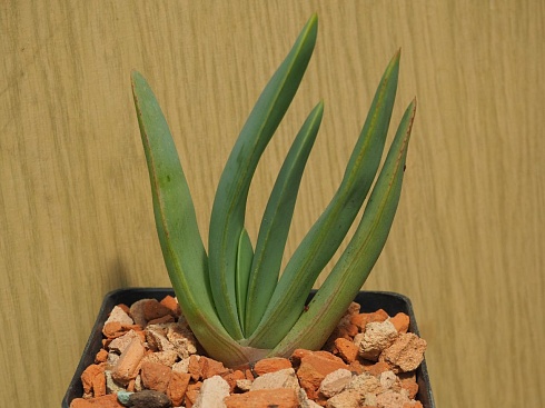 Aloe plicatilis 13-14 см 