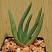 Aloe plicatilis 13-14 см 