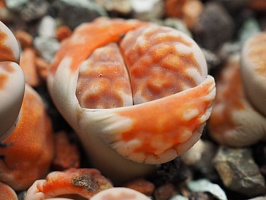 Литопс карасмонтана Суммитатум (Lithops karasmontana Summitatum), 1-1,5 см одно растение