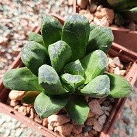 Хавортия трунката Лайм Грин x  маугхани (Haworthia truncata Lime Green х maughanii), 5-6 см