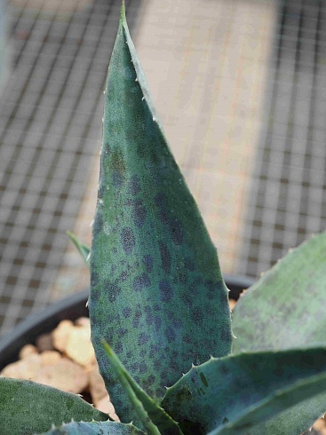 Агава манфрэда Блудспот (Agave x Manfreda cv. Bloodspot), 9-10 см