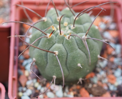 Matucana Madisoniorum, 4-6 см