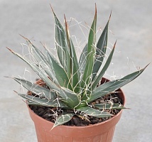 Агава нитеносная (Agave filifera), 10-12 см