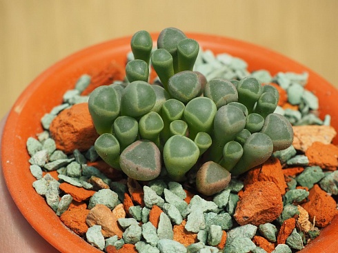 Фенестрария Аурантика (Fenestraria Aurantiaca), 4-5,5 см