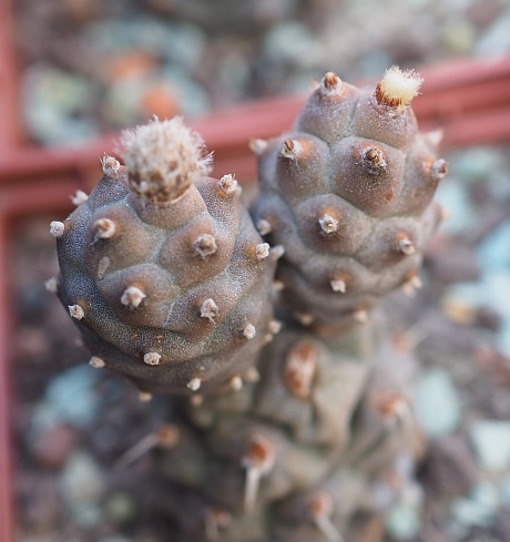 Tephrocactus articulatus subinermis, 8-10 см