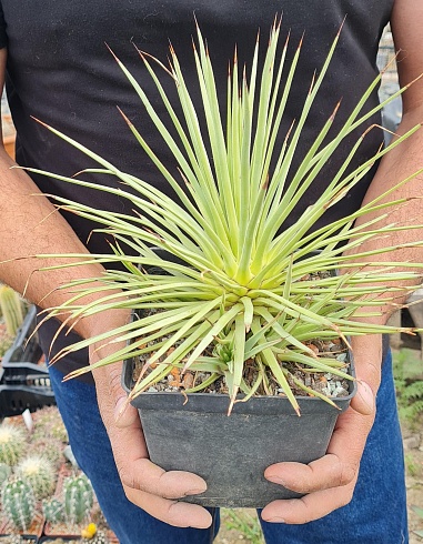 Агава стрикта Нана (Agave stricta Nana),20-25 см куст