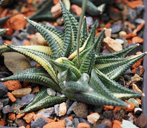 Хавортия лимифолия вариегата (Haworthia limifolia variegata), 6-8 см