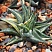 Хавортия лимифолия вариегата (Haworthia limifolia variegata), 6-8 см