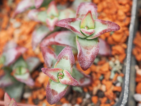 Крассула рупестрис Хай Волтэдж (Crassula rupestris cv. High Voltage), 2-3,5 см черенок н/у