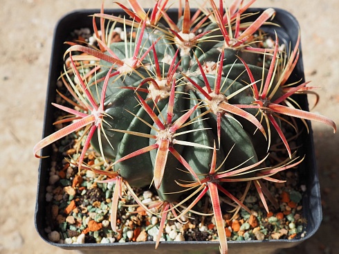 Ferocactus latispinus, 14-16 см