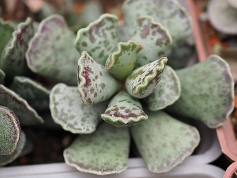 Адромисхус купери (Adromischus cooperi), 5-6 см