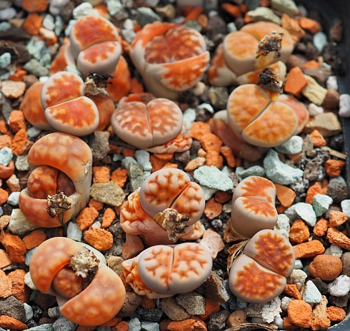 Литопс карасмонтана Суммитатум (Lithops karasmontana Summitatum), 1-1,5 см одно растение