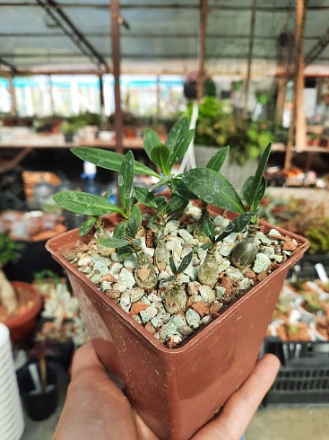 Пахиподиум cуккулентный (Pachypodium succulentum), каудекс 0,7-1 см, сеянец