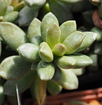 Адромисхус шулдианус Джуттэй (Adromischus schuldtianus subsp. Juttae), 4-6 см куст