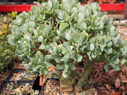 Крассула древовидная Синяя птица (Crassula arborescens cv. Blue Bird), 5-6 см 