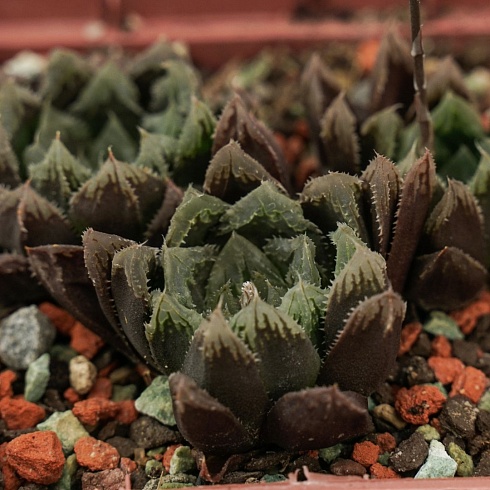 Хавортия гибрид AS-H-23 (Haworthia hybrid AS-H-23), 3-5 см