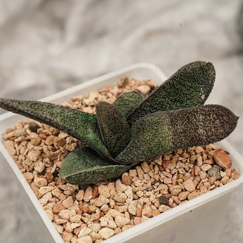 Гастерия батесиана Барбертон (Gasteria batesiana Barberton), 8-10 см