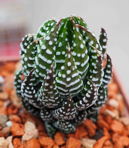 Хавортия Рейнвардта Зебрина (Haworthia reinwardtii cv. Zebrina), 4-6 см