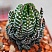 Хавортия Рейнвардта Зебрина (Haworthia reinwardtii cv. Zebrina), 4-6 см