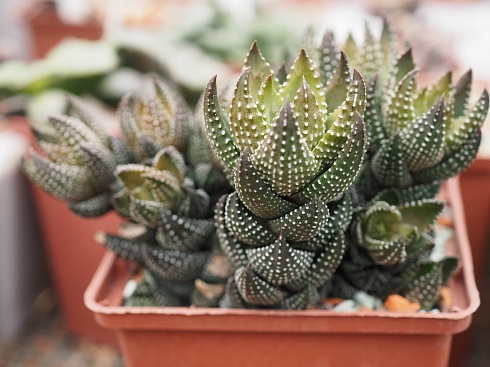 Хавортия Рейнвардта (Haworthia rеinwаrdtii),4-6 см