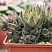 Хавортия Рейнвардта (Haworthia rеinwаrdtii),4-6 см