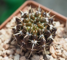 Notocactus submammulosus, 4-5 см сеянец