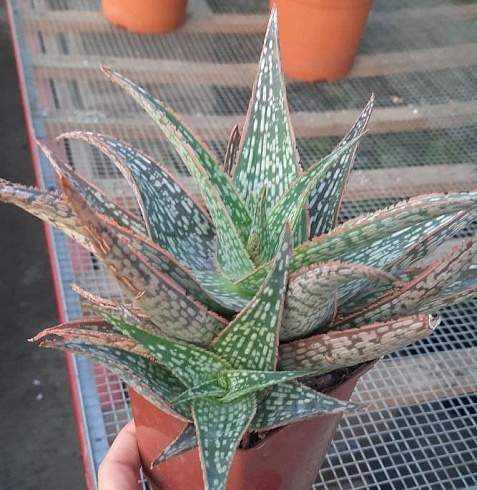 Алоэ рауши Дэльта Лайтс (Aloe rauhii Delta Lights), 6-8 см