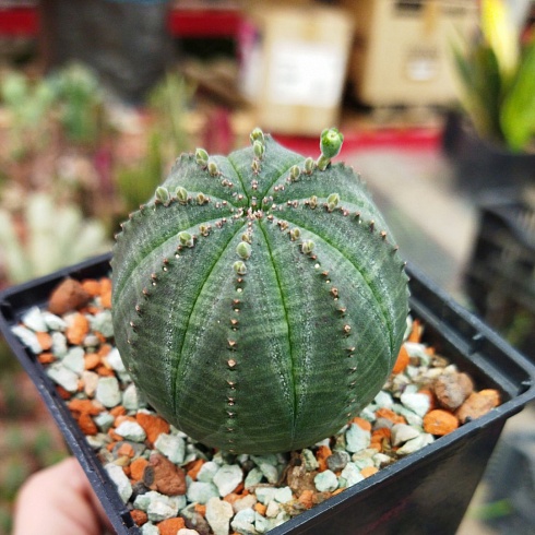 Эуфорбия обеса (Euphorbia obesa), 4-5 см