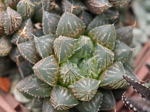 Хавортия обтуса Мирор Бол (Haworthia obtusa Mirror Ball), 4-5 см